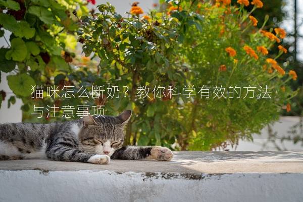 猫咪怎么断奶？教你科学有效的方法与注意事项