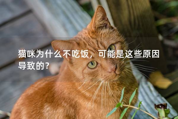 猫咪为什么不吃饭，可能是这些原因导致的？