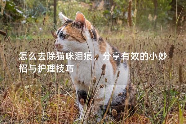 怎么去除猫咪泪痕，分享有效的小妙招与护理技巧