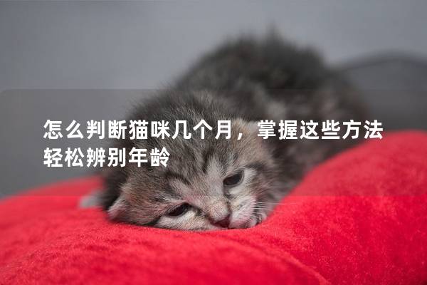 怎么判断猫咪几个月，掌握这些方法轻松辨别年龄