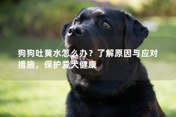 狗狗吐黄水怎么办？了解原因与应对措施，保护爱犬健康