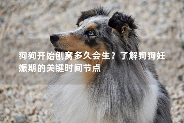 狗狗开始刨窝多久会生？了解狗狗妊娠期的关键时间节点