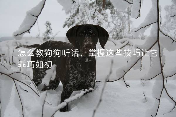 怎么教狗狗听话，掌握这些技巧让它乖巧如初