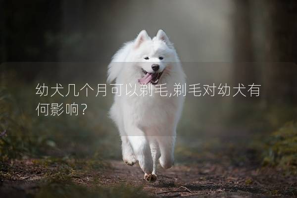 幼犬几个月可以剃毛,剃毛对幼犬有何影响？