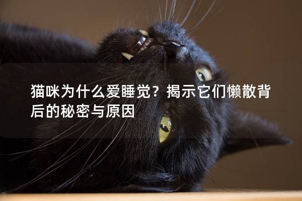 猫咪为什么爱睡觉？揭示它们懒散背后的秘密与原因