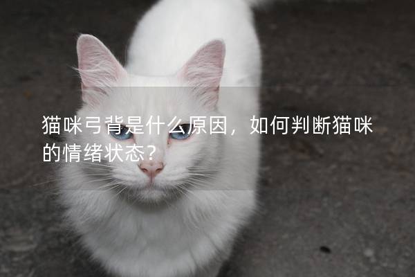 猫咪弓背是什么原因，如何判断猫咪的情绪状态？