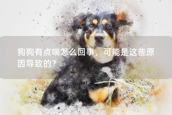 狗狗有点喘怎么回事，可能是这些原因导致的？