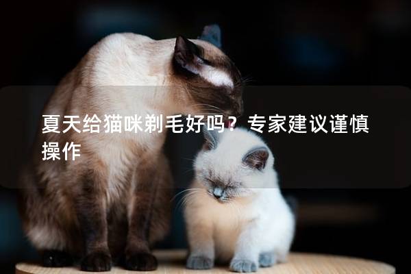 夏天给猫咪剃毛好吗？专家建议谨慎操作