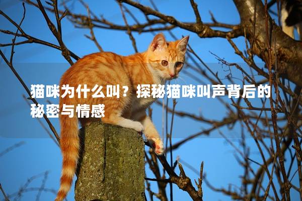 猫咪为什么叫？探秘猫咪叫声背后的秘密与情感