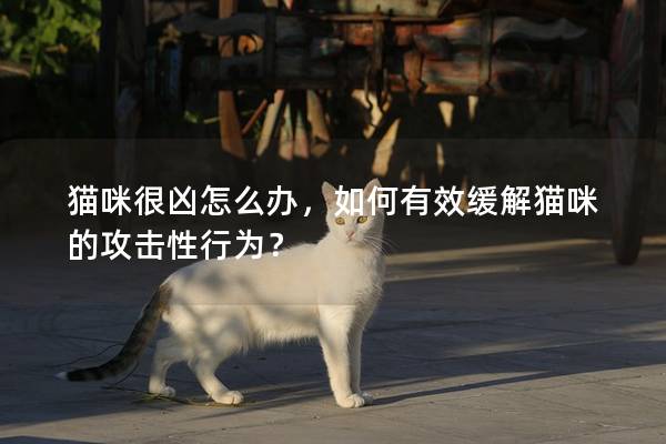 猫咪很凶怎么办，如何有效缓解猫咪的攻击性行为？