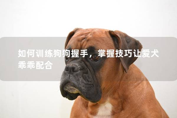 如何训练狗狗握手，掌握技巧让爱犬乖乖配合