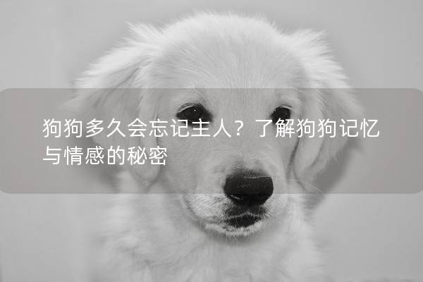 狗狗多久会忘记主人？了解狗狗记忆与情感的秘密