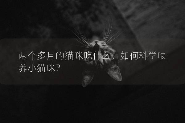 两个多月的猫咪吃什么，如何科学喂养小猫咪？