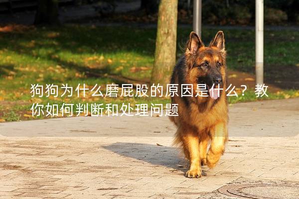 狗狗为什么磨屁股的原因是什么?教你如何判断和处理问题