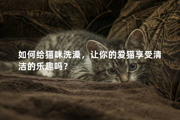 如何给猫咪洗澡，让你的爱猫享受清洁的乐趣吗？