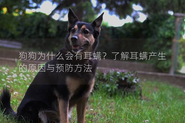 狗狗为什么会有耳螨?了解耳螨产生的原因与预防方法