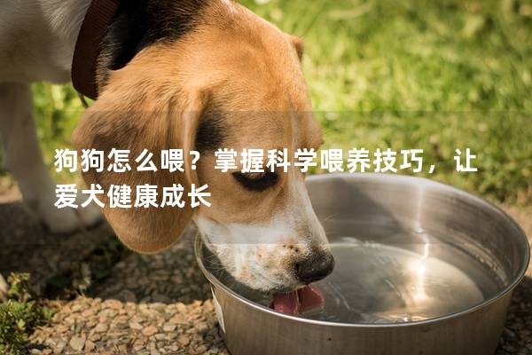 狗狗怎么喂？掌握科学喂养技巧，让爱犬健康成长