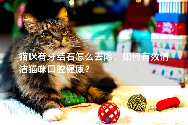 猫咪有牙结石怎么去除，如何有效清洁猫咪口腔健康？