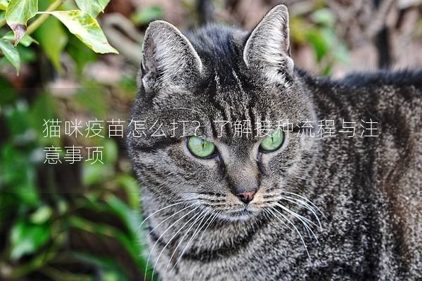 猫咪疫苗怎么打？了解接种流程与注意事项