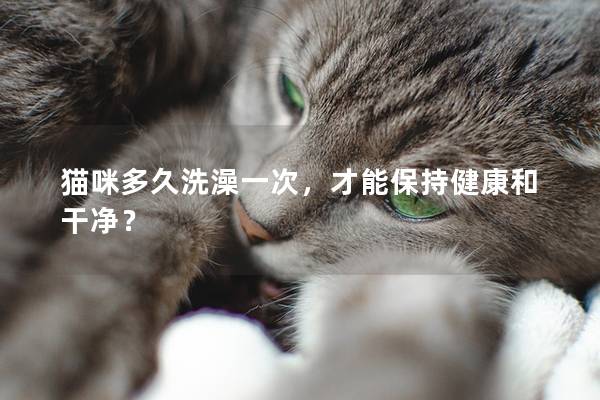 猫咪多久洗澡一次，才能保持健康和干净？