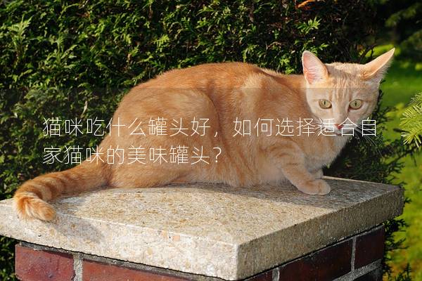 猫咪吃什么罐头好，如何选择适合自家猫咪的美味罐头？