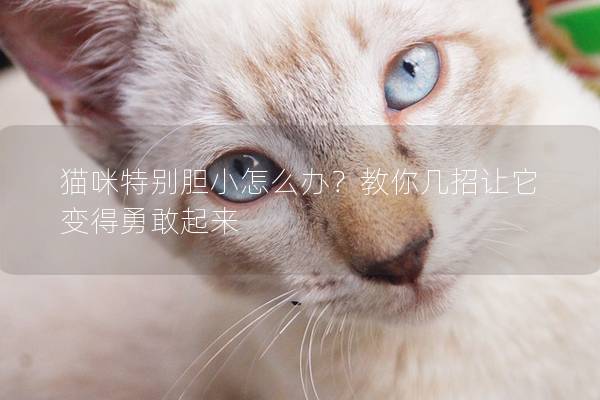 猫咪特别胆小怎么办？教你几招让它变得勇敢起来