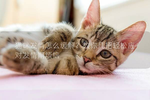 猫咪发情怎么缓解？教你几招轻松应对发情期烦恼