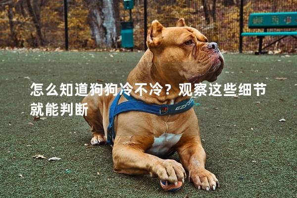 怎么知道狗狗冷不冷？观察这些细节就能判断