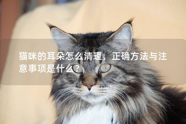 猫咪的耳朵怎么清理，正确方法与注意事项是什么？