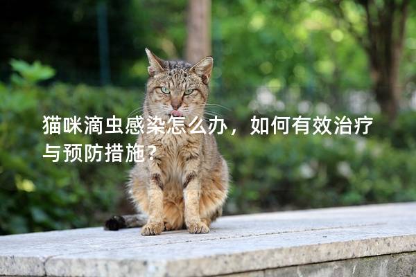 猫咪滴虫感染怎么办，如何有效治疗与预防措施？