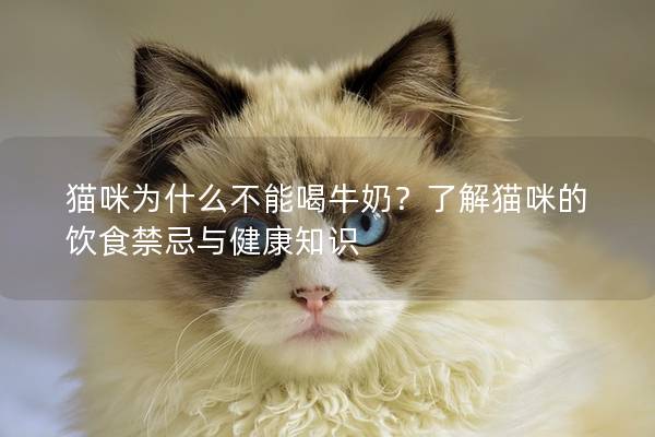 猫咪为什么不能喝牛奶？了解猫咪的饮食禁忌与健康知识