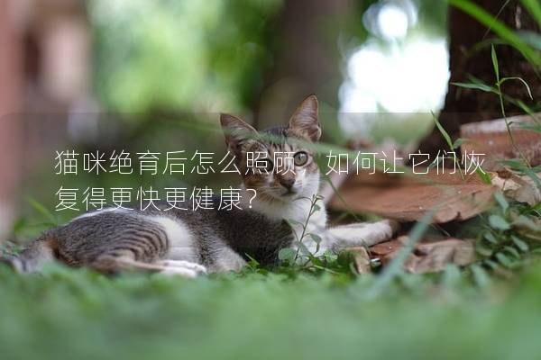 猫咪绝育后怎么照顾，如何让它们恢复得更快更健康？