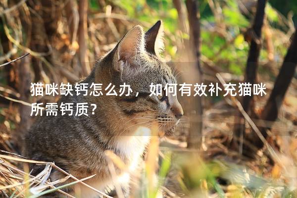 猫咪缺钙怎么办，如何有效补充猫咪所需钙质？