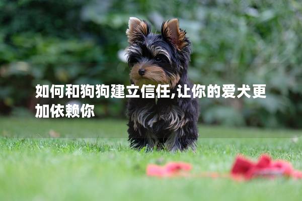 如何和狗狗建立信任,让你的爱犬更加依赖你