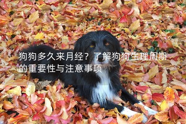 狗狗多久来月经？了解狗狗生理周期的重要性与注意事项