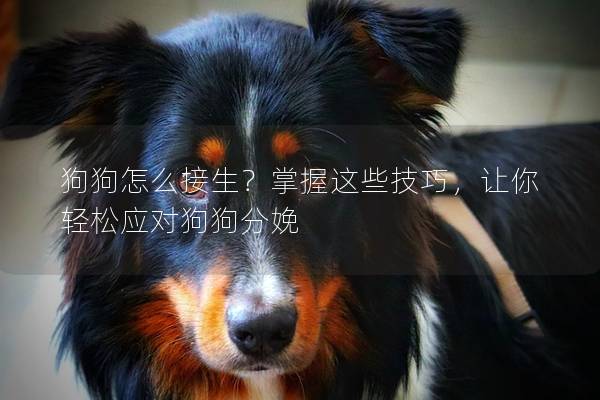 狗狗怎么接生？掌握这些技巧，让你轻松应对狗狗分娩