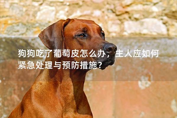 狗狗吃了葡萄皮怎么办，主人应如何紧急处理与预防措施？