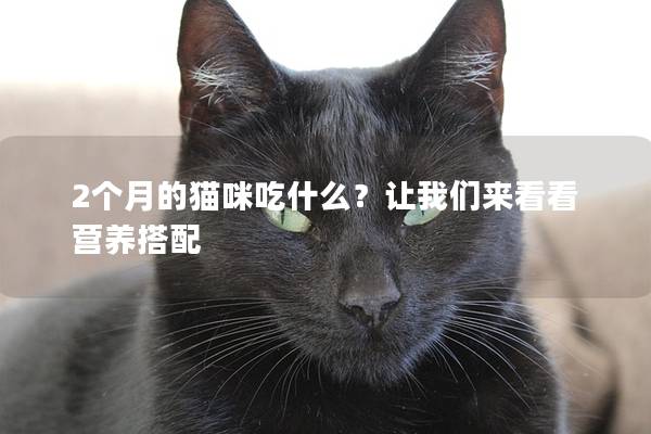 2个月的猫咪吃什么？让我们来看看营养搭配