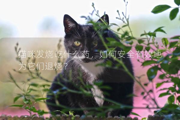 猫咪发烧吃什么药，如何安全有效地为它们退烧？