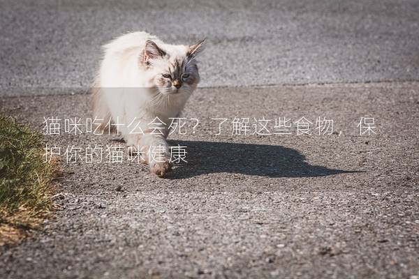 猫咪吃什么会死？了解这些食物，保护你的猫咪健康