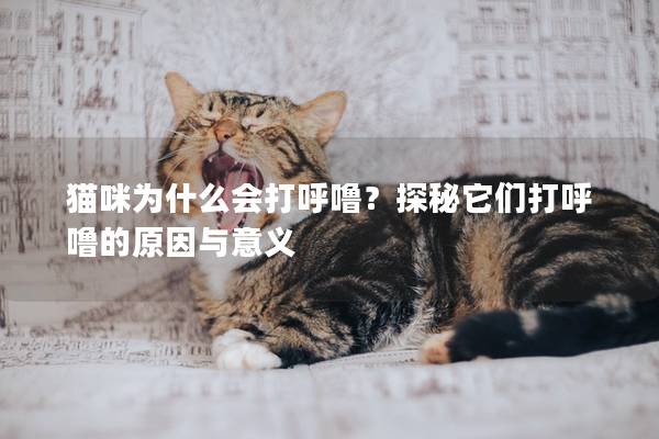 猫咪为什么会打呼噜？探秘它们打呼噜的原因与意义