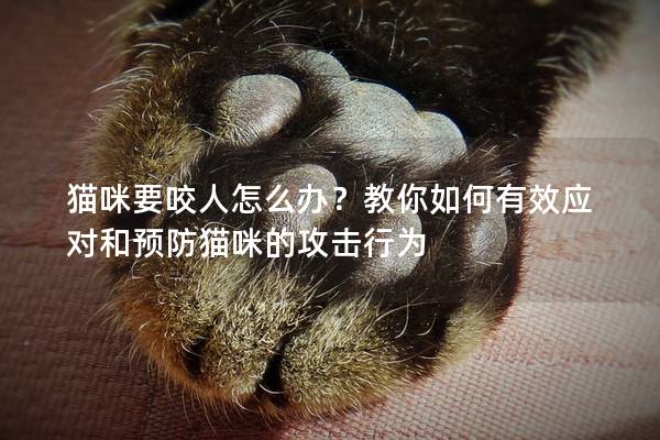 猫咪要咬人怎么办？教你如何有效应对和预防猫咪的攻击行为