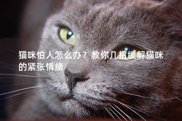 猫咪怕人怎么办？教你几招缓解猫咪的紧张情绪