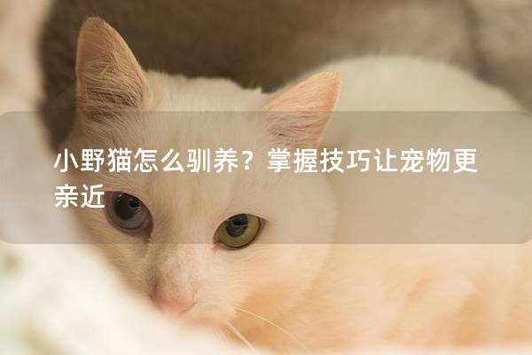 小野猫怎么驯养？掌握技巧让宠物更亲近