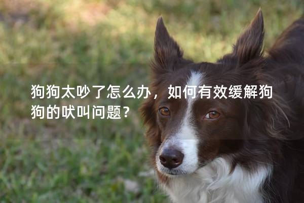 狗狗太吵了怎么办，如何有效缓解狗狗的吠叫问题？