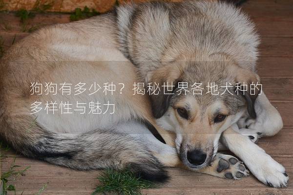 狗狗有多少种？揭秘世界各地犬种的多样性与魅力