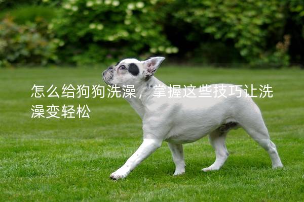 怎么给狗狗洗澡，掌握这些技巧让洗澡变轻松