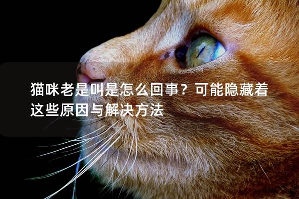 猫咪老是叫是怎么回事？可能隐藏着这些原因与解决方法