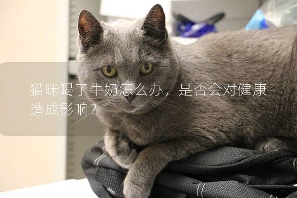 猫咪喝了牛奶怎么办，是否会对健康造成影响？