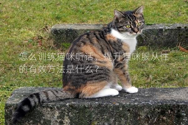 怎么训练猫咪听话，提升猫咪服从性的有效方法是什么？